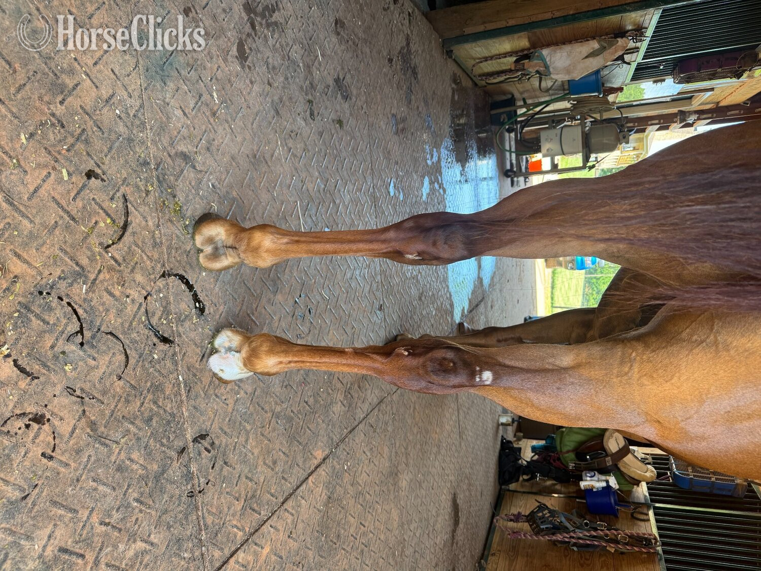 "Triton" Chestnut Gelding Quarter Horse - Quarter Horse in Virginia