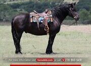 "Steelo " Black Gelding Draft