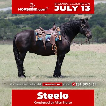 "Steelo " Black Gelding Draft
