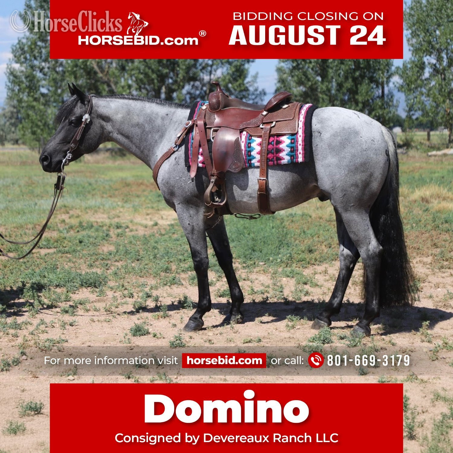 "Domino" Blue Roan Gelding Quarter Horse in Colorado