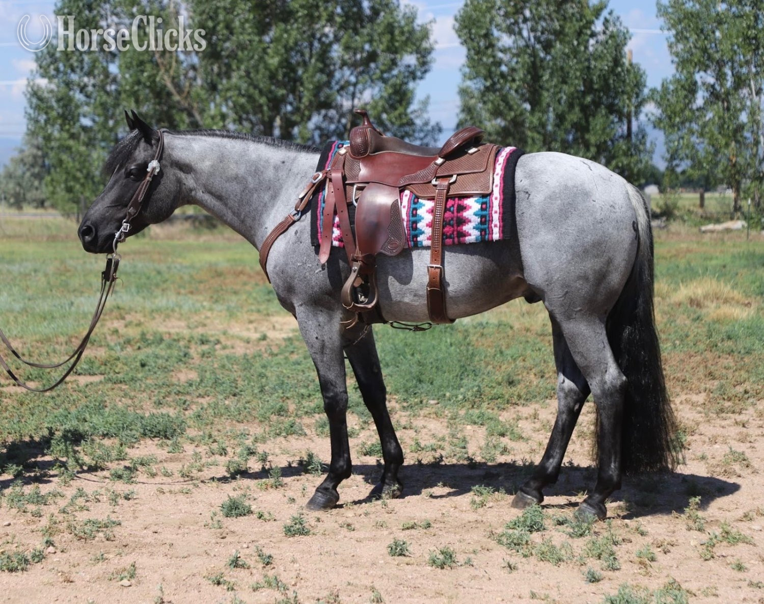 "Domino" Blue Roan Gelding Quarter Horse