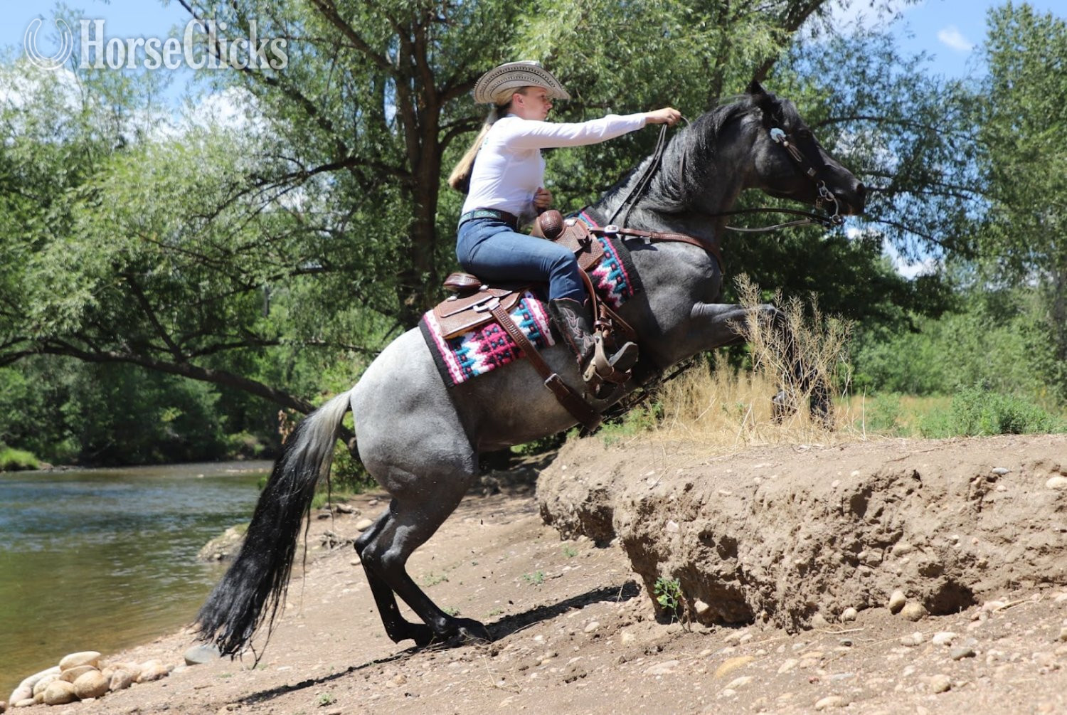 Colorado "Domino" Blue Roan Gelding Quarter Horse