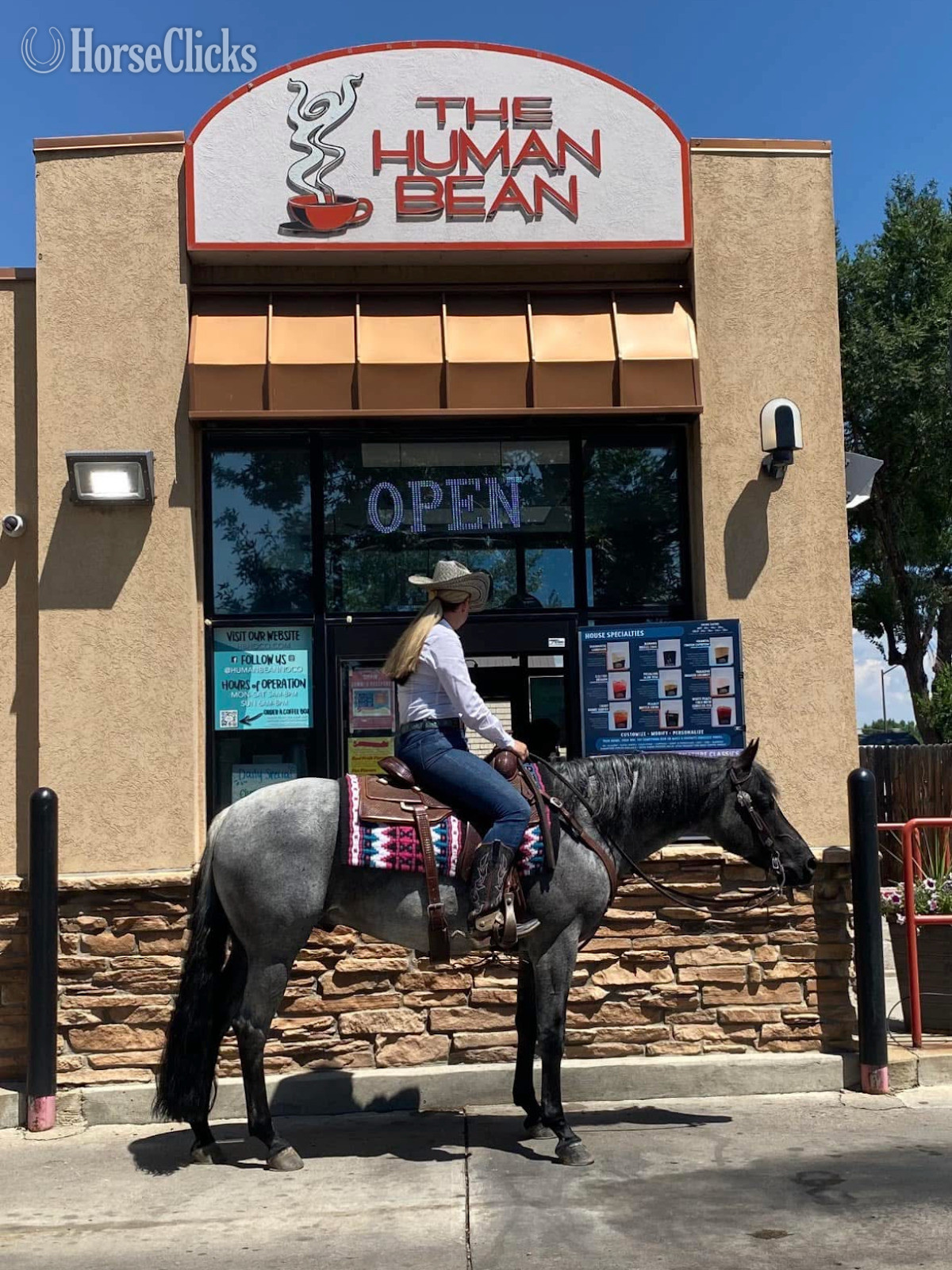 "Domino" Blue Roan Gelding Quarter Horse - Quarter Horse in Colorado