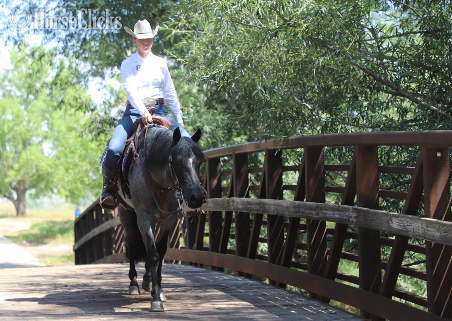 "Domino" Blue Roan Gelding Quarter Horse - Quarter Horse