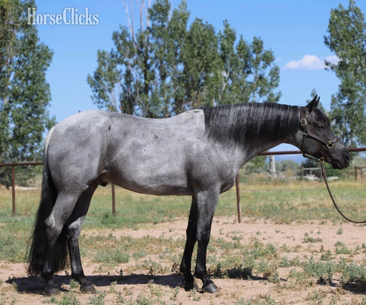 "Domino" Blue Roan Gelding Quarter Horse Colorado