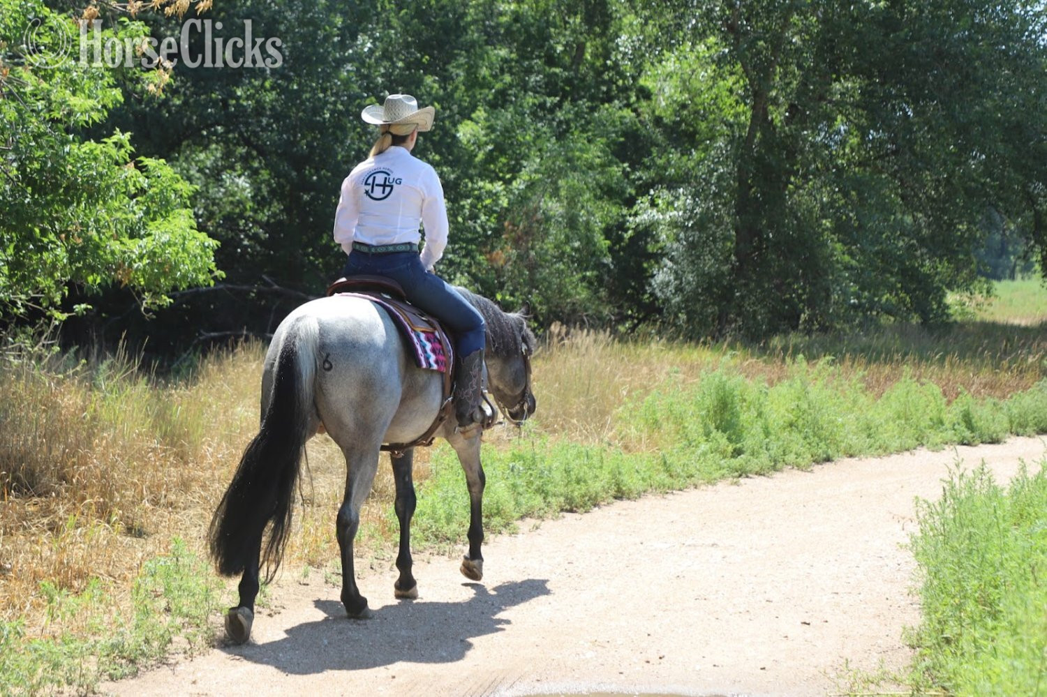 Quarter Horse - "Domino" Blue Roan Gelding Quarter Horse in Colorado