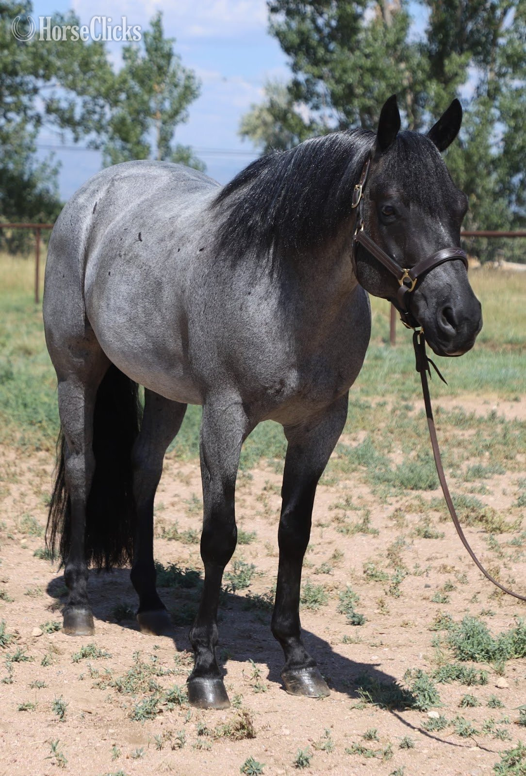 Quarter Horse - "Domino" Blue Roan Gelding Quarter Horse