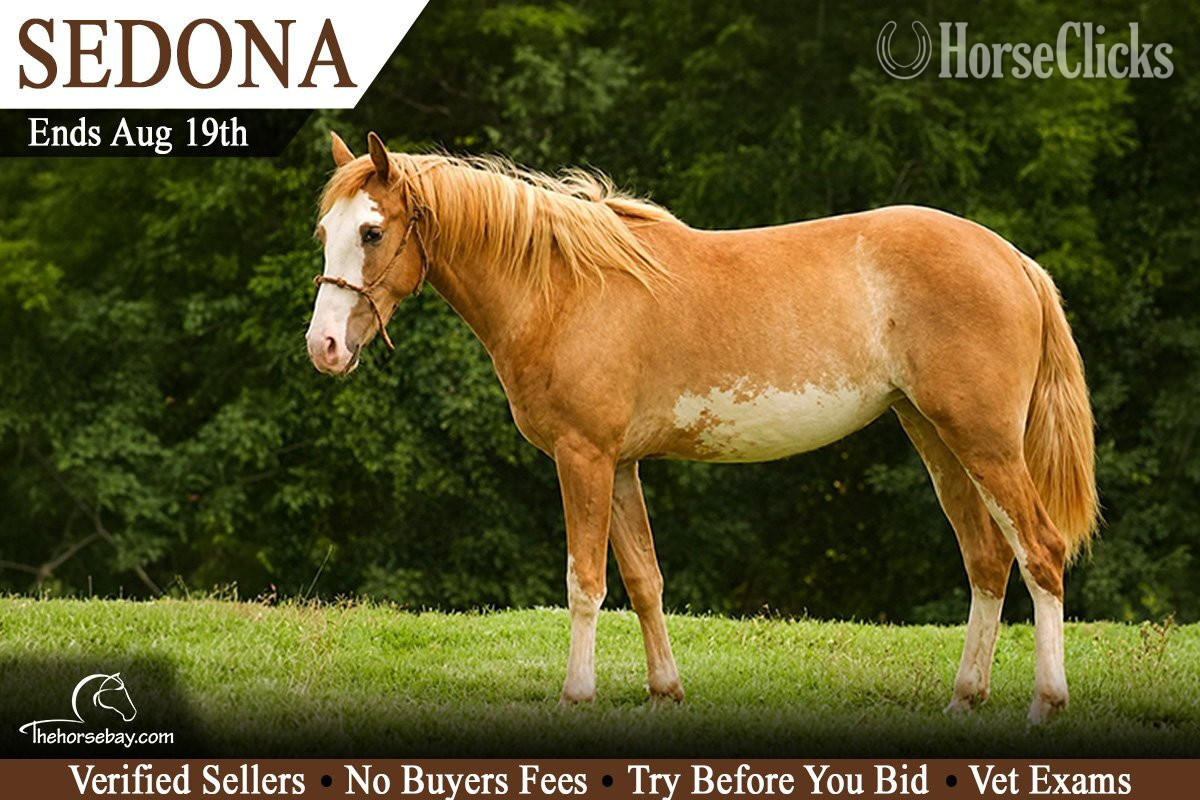 "Sedona" Strawberry Roan Mare Paint in Kentucky