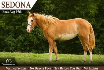 "Sedona" Strawberry Roan Mare Paint
