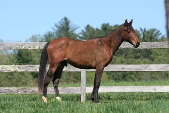 "HEZA COOL DREAM - 'Oscar'" Bay Gelding Quarter Horse