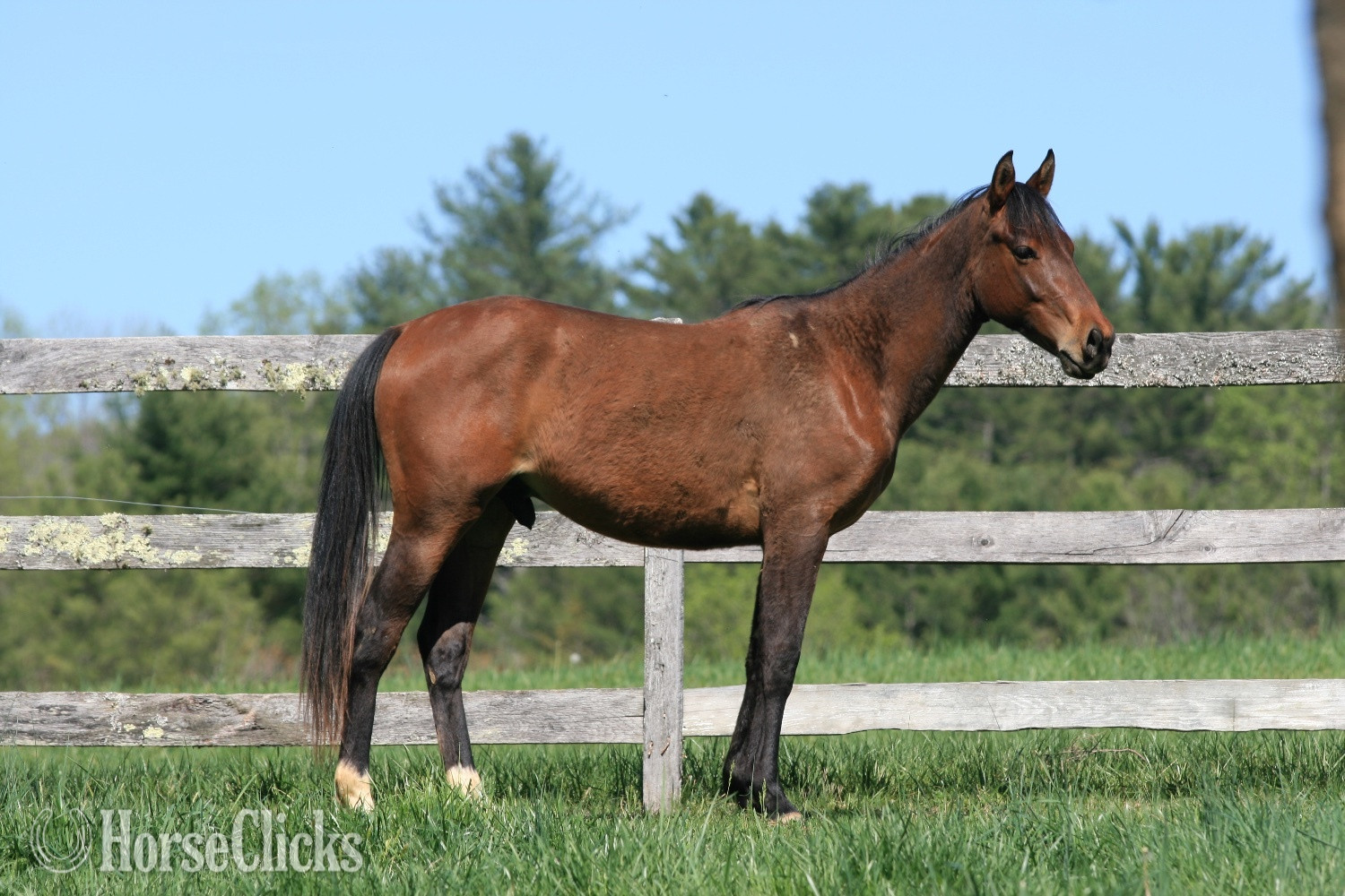 "HEZA COOL DREAM - 'Oscar'" Bay Gelding Quarter Horse in North Carolina