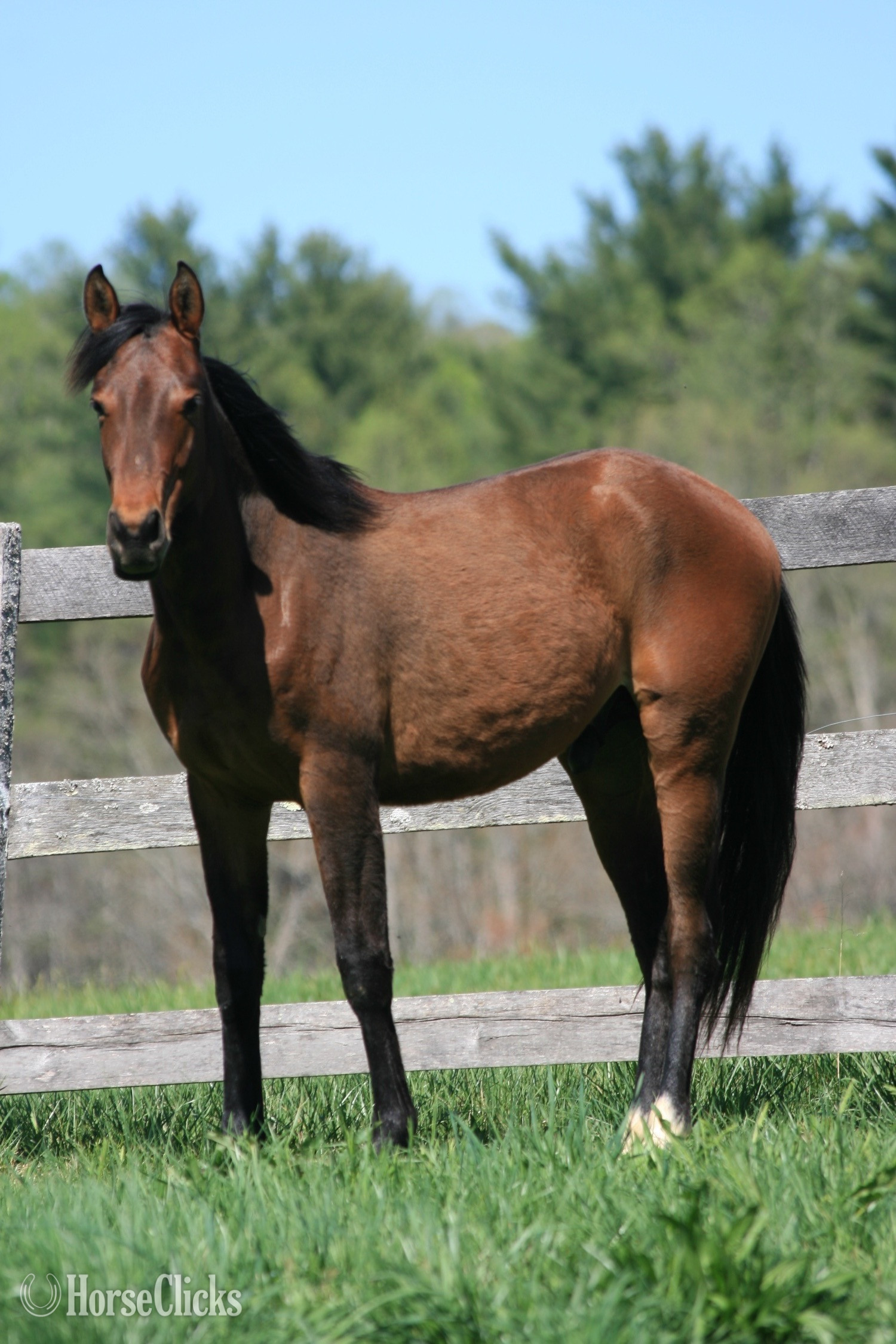 "HEZA COOL DREAM - 'Oscar'" Bay Gelding Quarter Horse