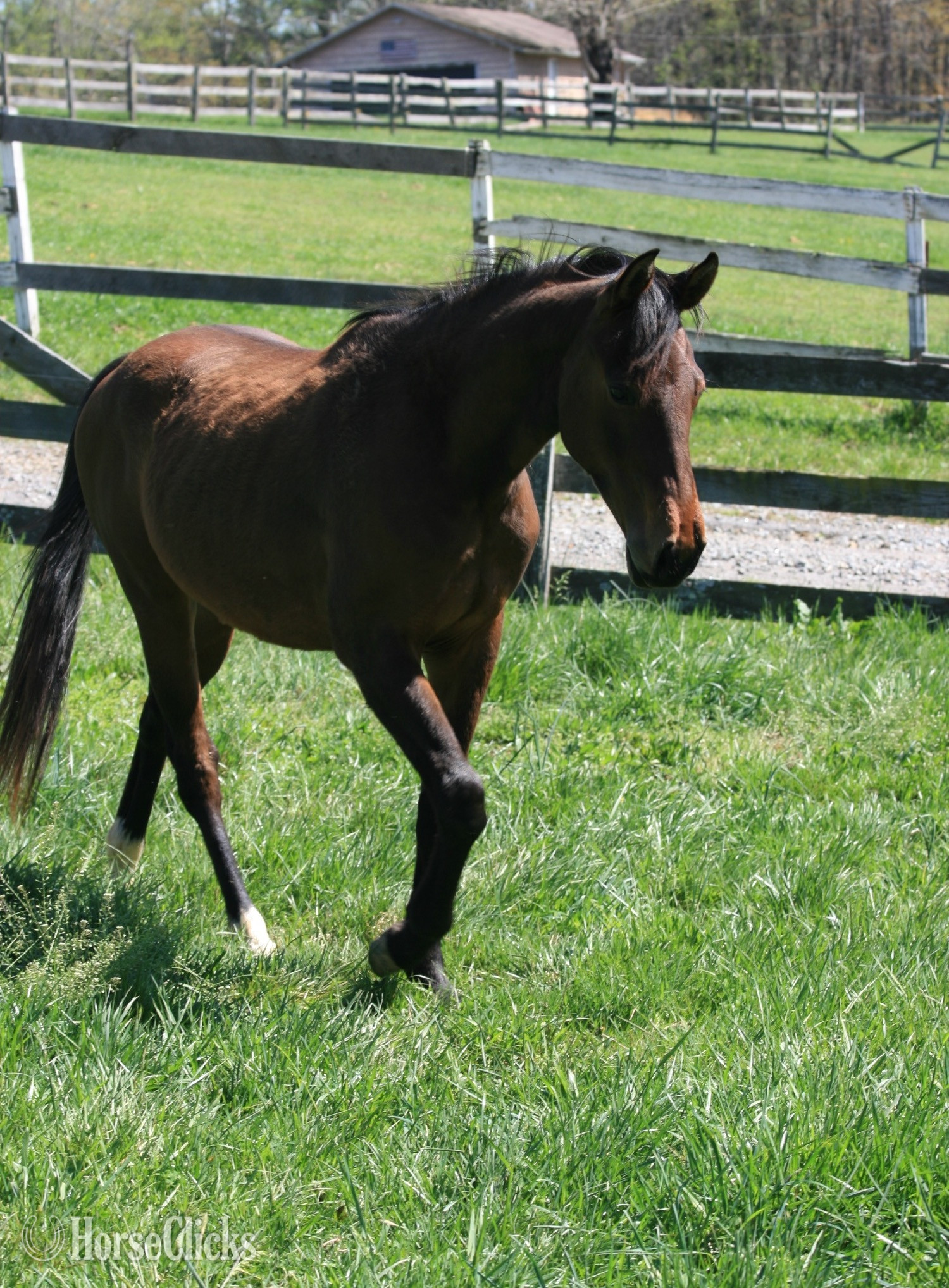 "HEZA COOL DREAM - 'Oscar'" Bay Gelding Quarter Horse - Quarter Horse in North Carolina