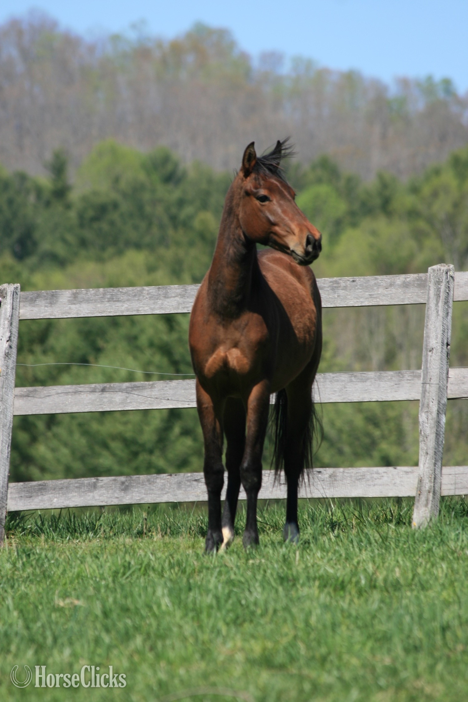 "HEZA COOL DREAM - 'Oscar'" Bay Gelding Quarter Horse - Quarter Horse