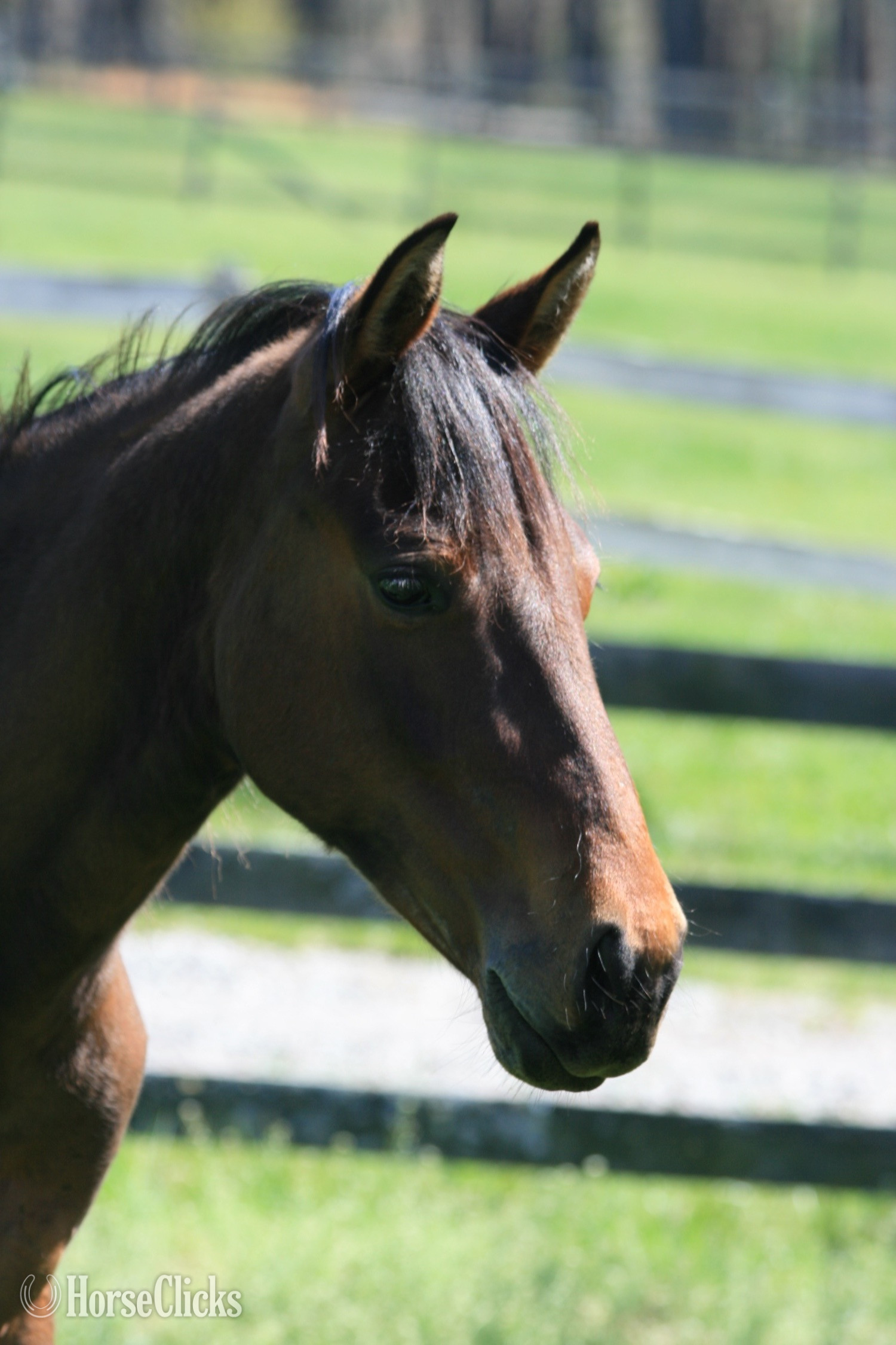 "HEZA COOL DREAM - 'Oscar'" Bay Gelding Quarter Horse North Carolina