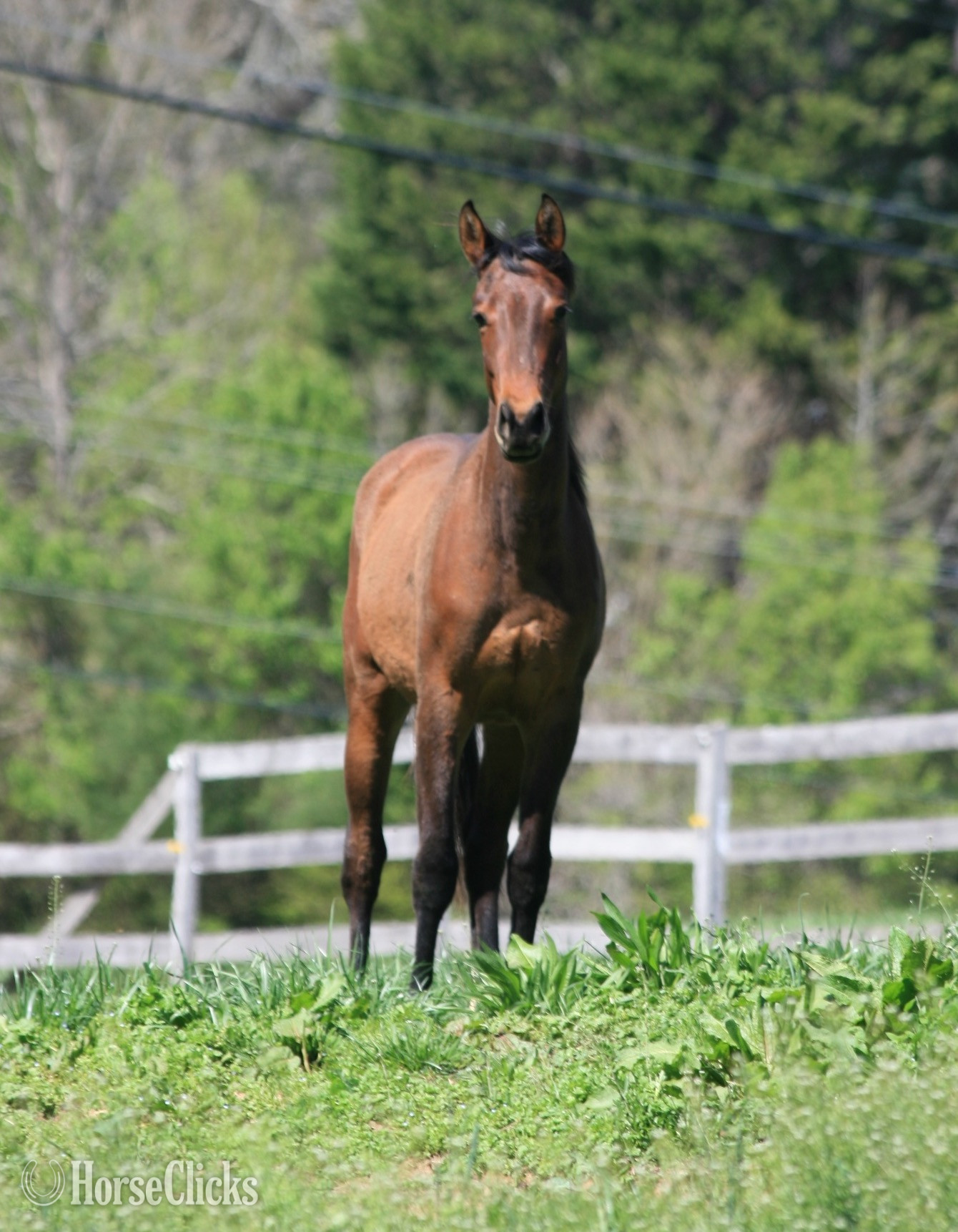 Quarter Horse - "HEZA COOL DREAM - 'Oscar'" Bay Gelding Quarter Horse in North Carolina