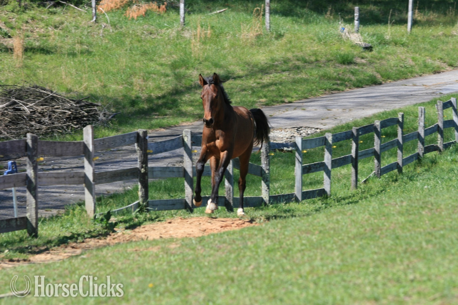 Quarter Horse - "HEZA COOL DREAM - 'Oscar'" Bay Gelding Quarter Horse