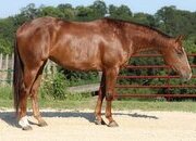 "Lilly" Sorrel Mare Quarter Horse
