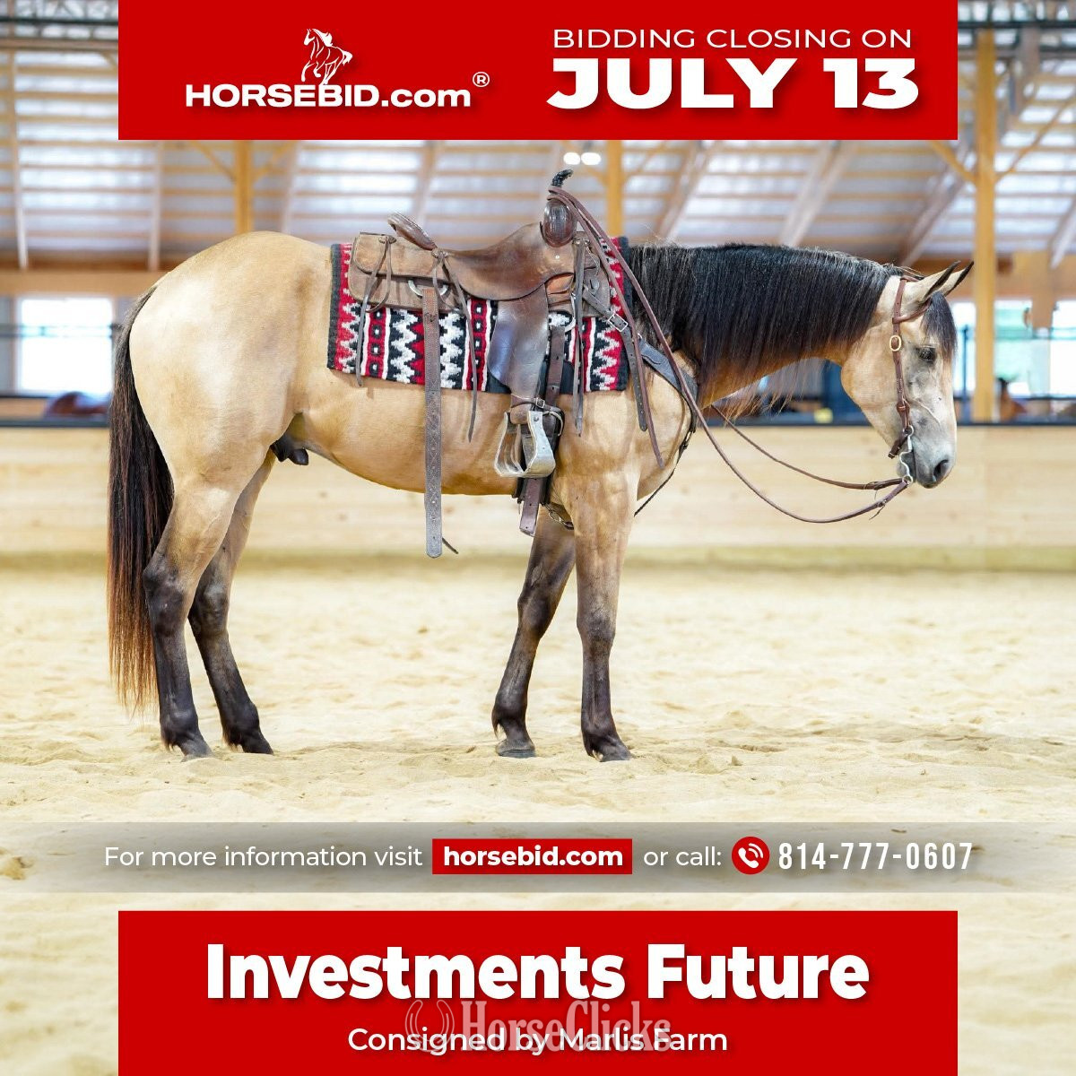 "Investments Future" Buckskin Gelding Quarter Horse in Pennsylvania