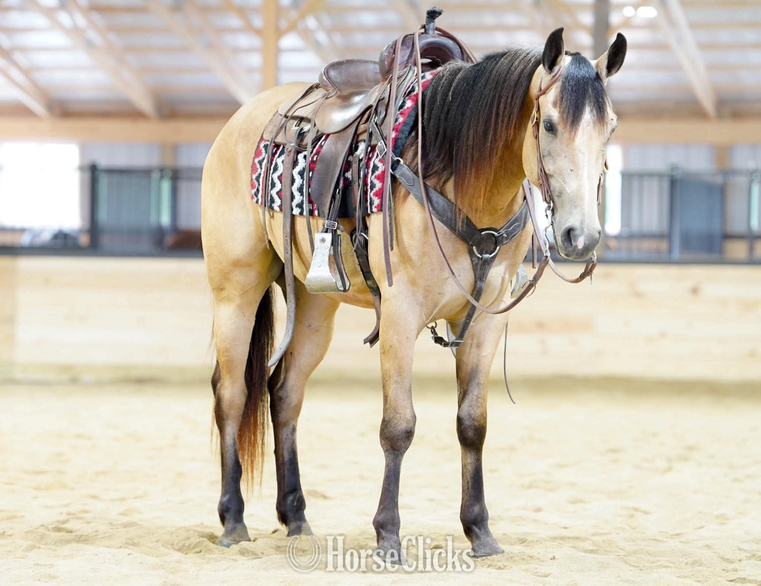 "Investments Future" Buckskin Gelding Quarter Horse