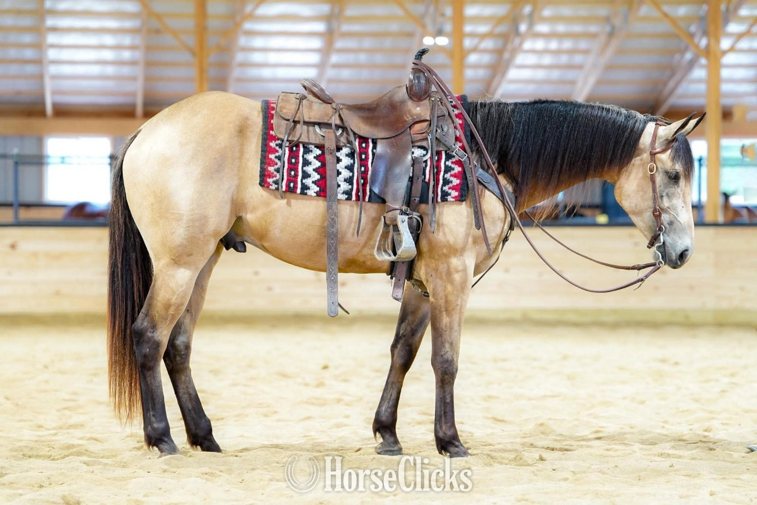 Pennsylvania "Investments Future" Buckskin Gelding Quarter Horse