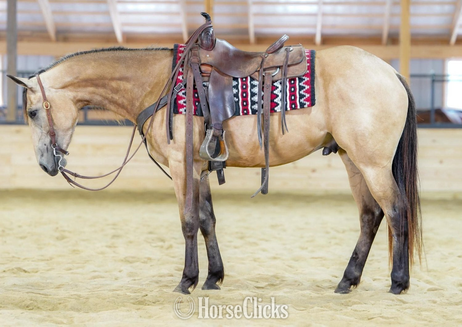 "Investments Future" Buckskin Gelding Quarter Horse - Quarter Horse
