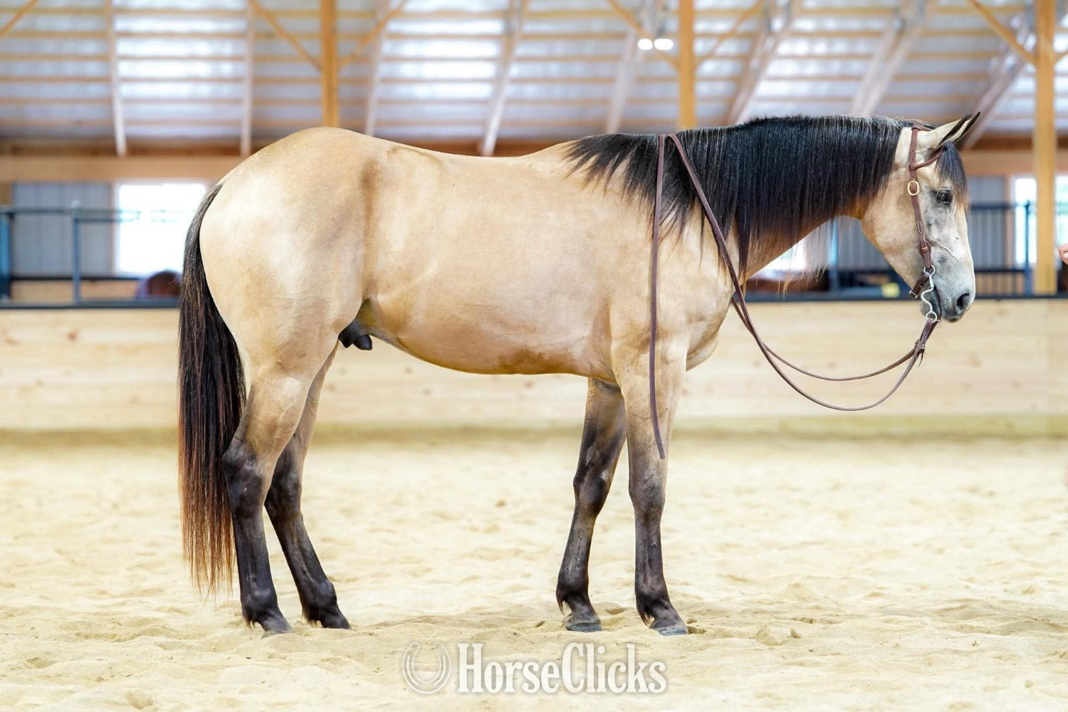 "Investments Future" Buckskin Gelding Quarter Horse Pennsylvania