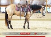 "Investments Future" Buckskin Gelding Quarter Horse