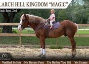 "Magic" Sorrel Gelding Belgian