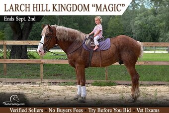 "Magic" Sorrel Gelding Belgian