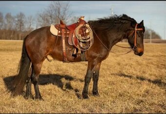 "Flynn" Bay Gelding Friesian