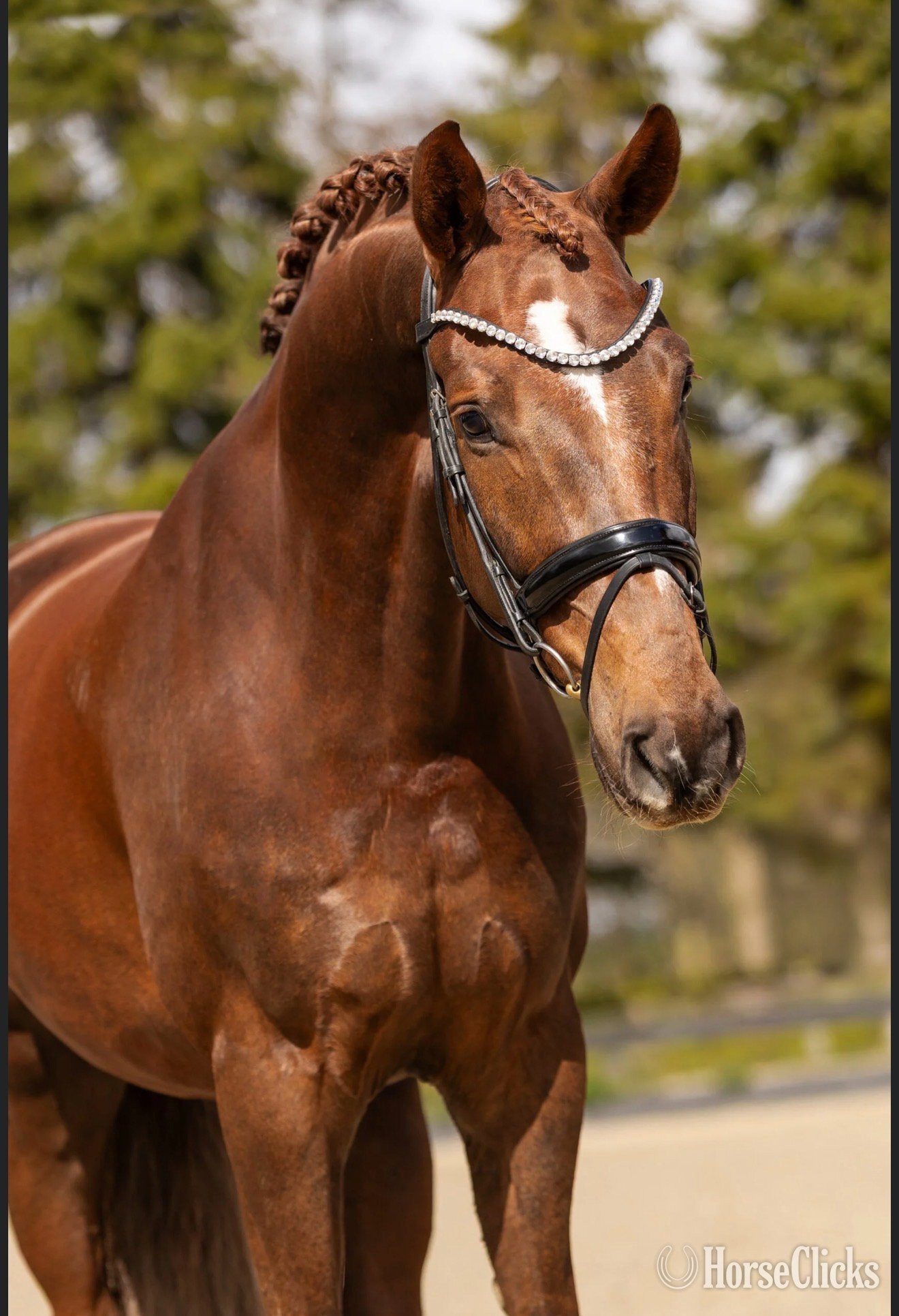 "Sunshine" Chestnut Gelding Dutch Warmblood in Indiana