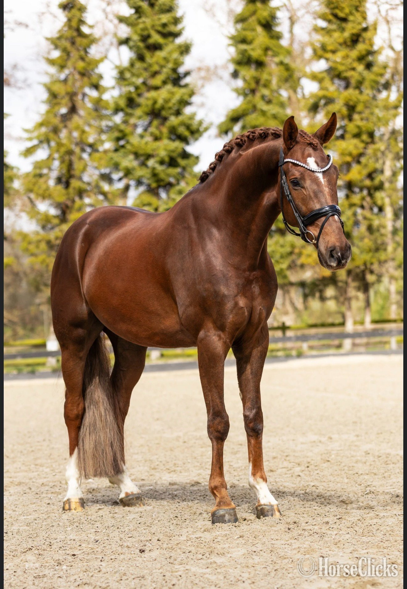 "Sunshine" Chestnut Gelding Dutch Warmblood