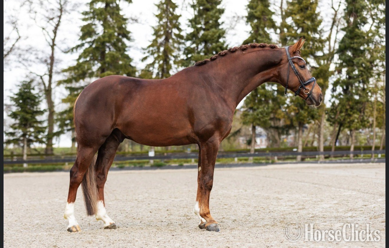 Indiana "Sunshine" Chestnut Gelding Dutch Warmblood