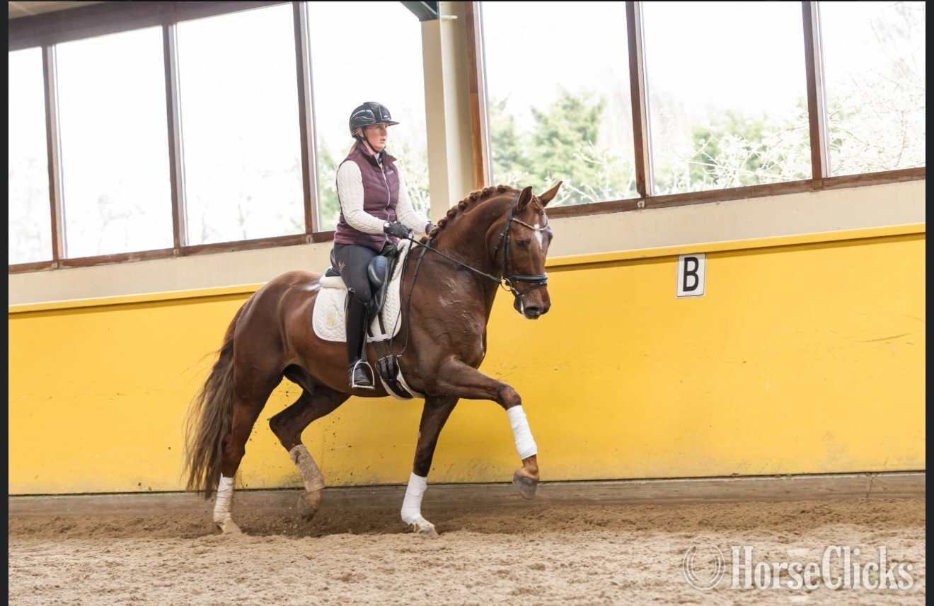 "Sunshine" Chestnut Gelding Dutch Warmblood - Dutch Warmbloods in Indiana