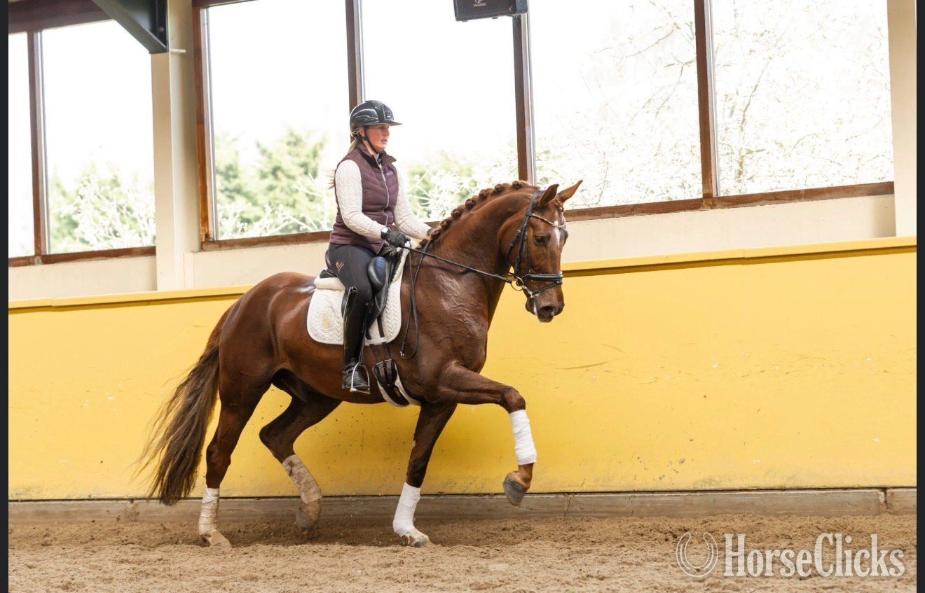 "Sunshine" Chestnut Gelding Dutch Warmblood - Dutch Warmbloods