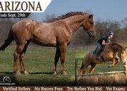 "Arizona" Red Roan Gelding Percheron