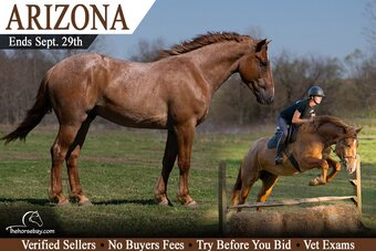 "Arizona" Red Roan Gelding Percheron
