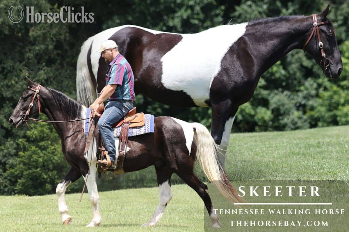 "Skeeter" Black Gelding Tennessee Walker in Kentucky