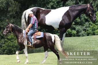 "Skeeter" Black Gelding Tennessee Walker