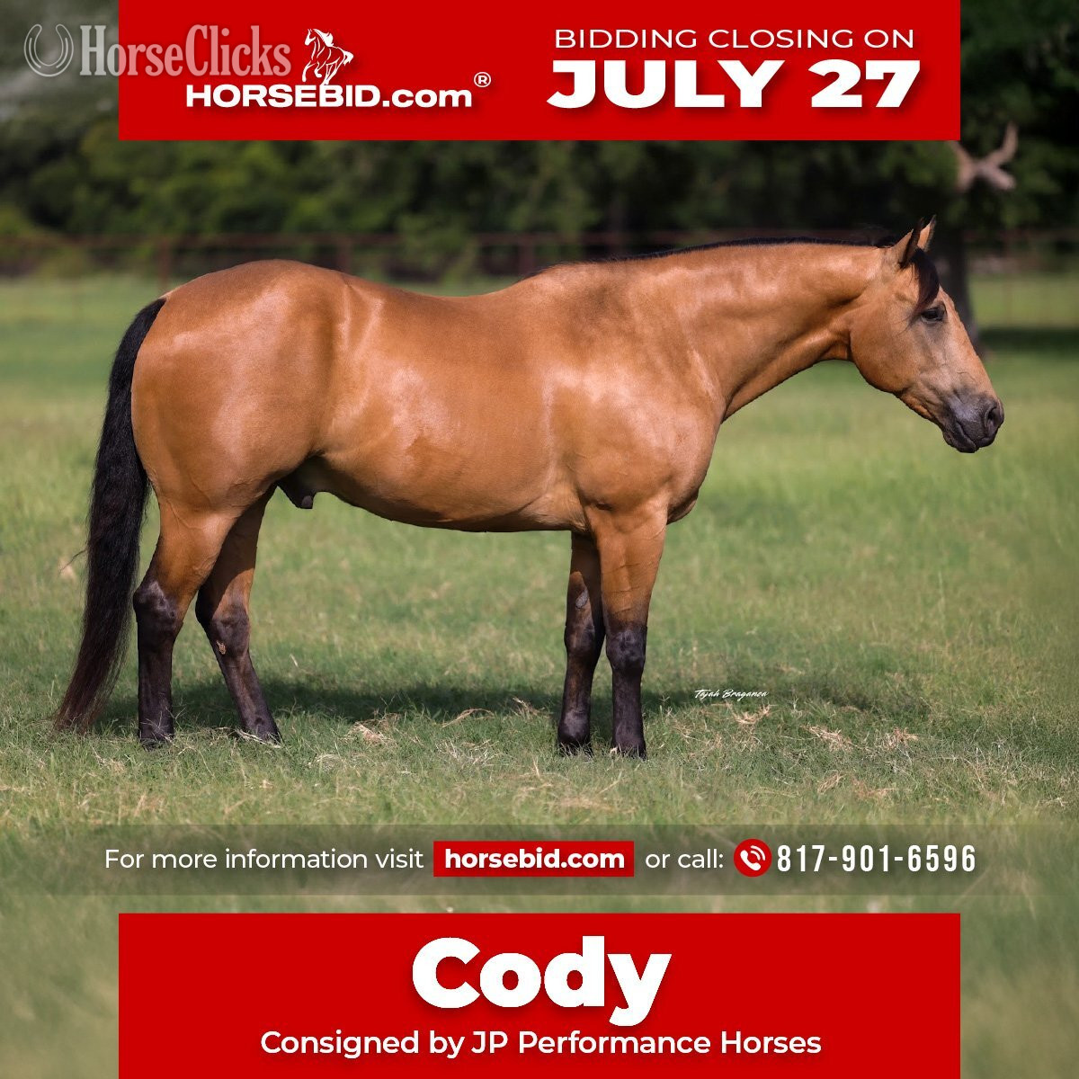 "Cody" Buckskin Gelding Quarter Horse in Texas