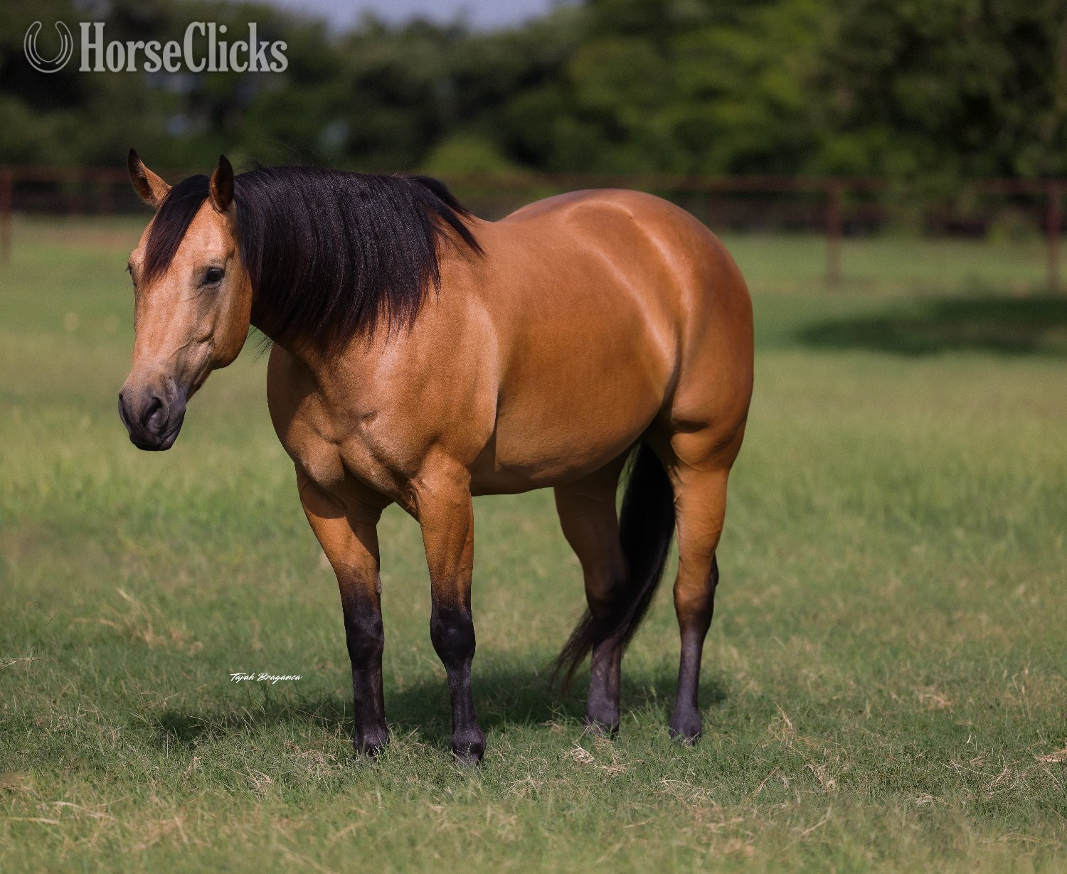 "Cody" Buckskin Gelding Quarter Horse