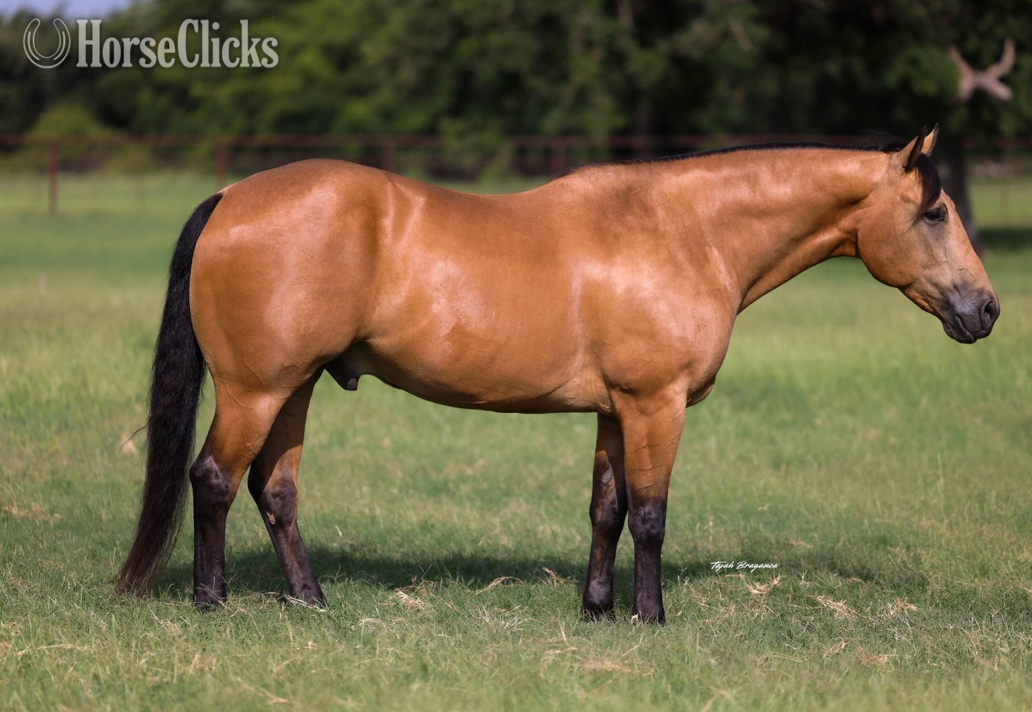 Texas "Cody" Buckskin Gelding Quarter Horse