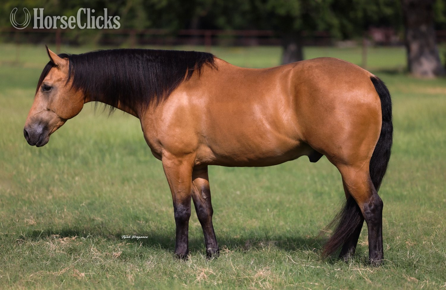 "Cody" Buckskin Gelding Quarter Horse - Quarter Horse in Texas