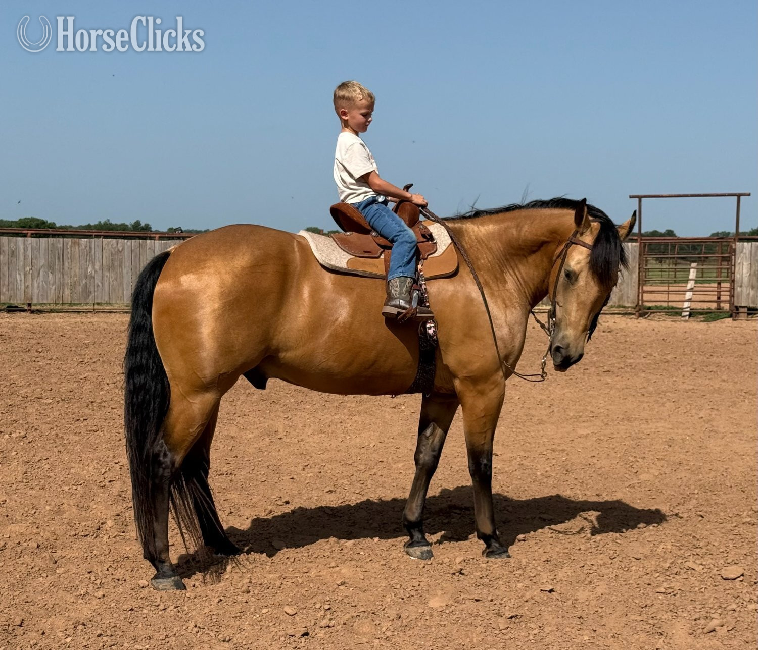 Quarter Horse - "Cody" Buckskin Gelding Quarter Horse in Texas
