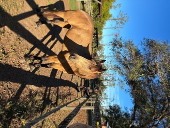 "Whiskey " Buckskin Mare Quarter Horse