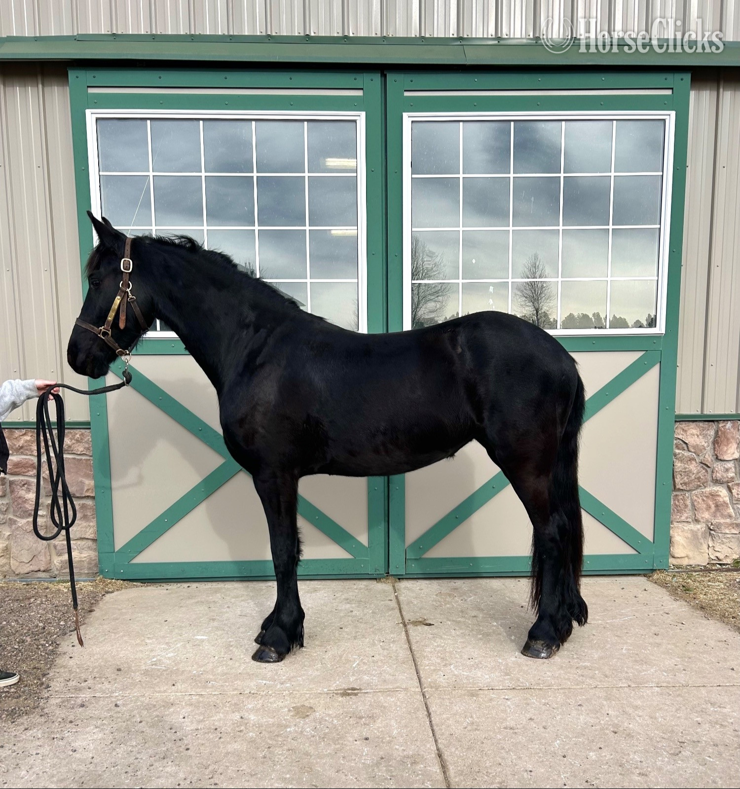 "Black fire london " Black Mare Friesian in Colorado