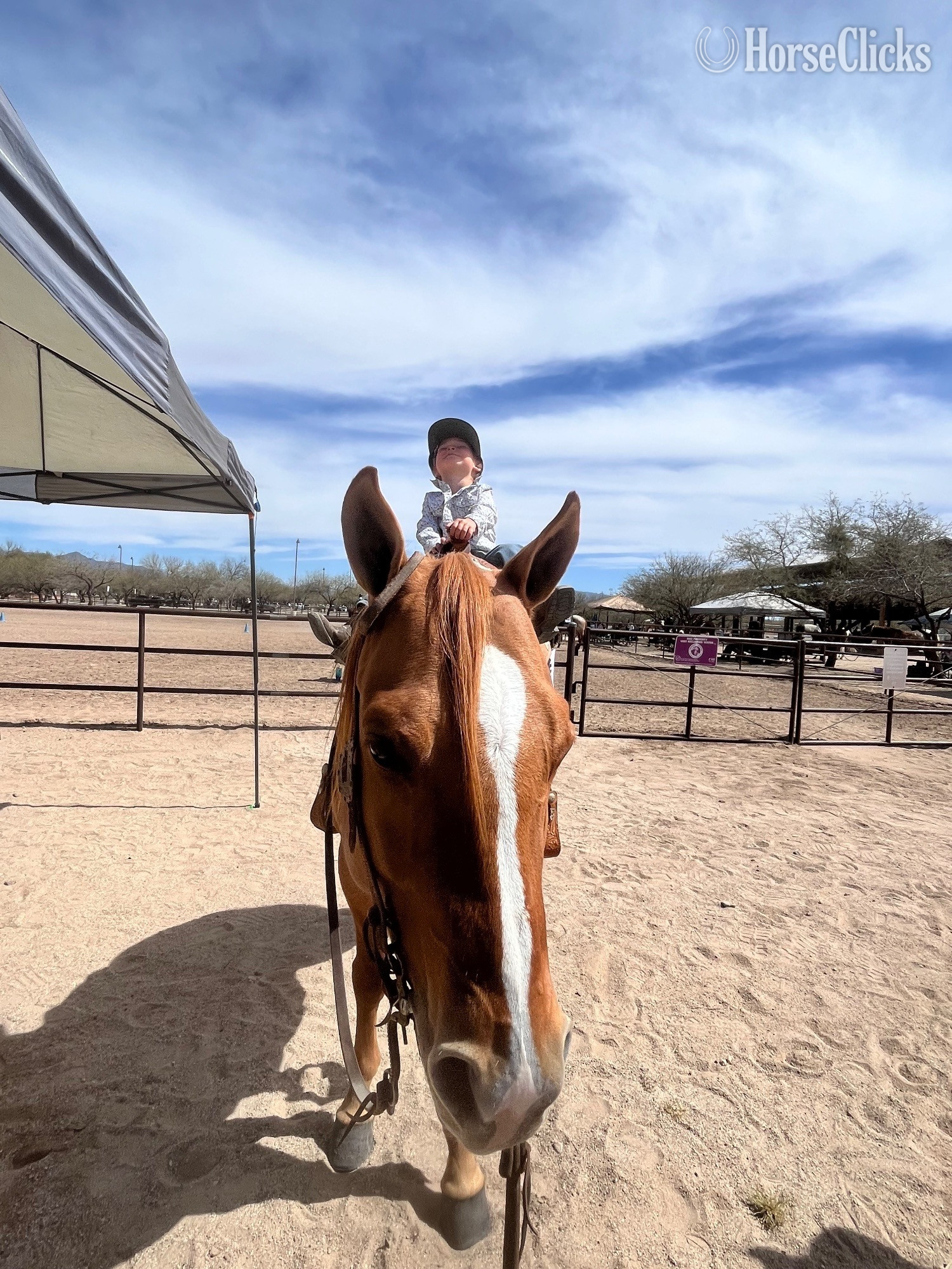 "Fire bar to impress" Dun Mare Quarter Horse - Quarter Horse in Arizona