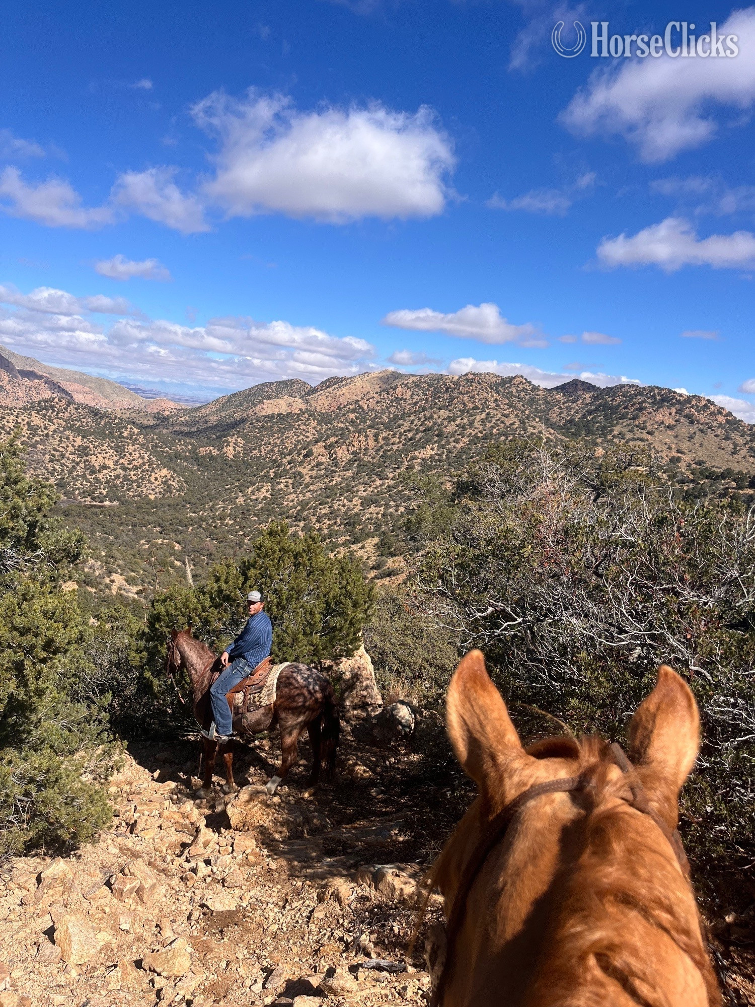 "Fire bar to impress" Dun Mare Quarter Horse - Quarter Horse