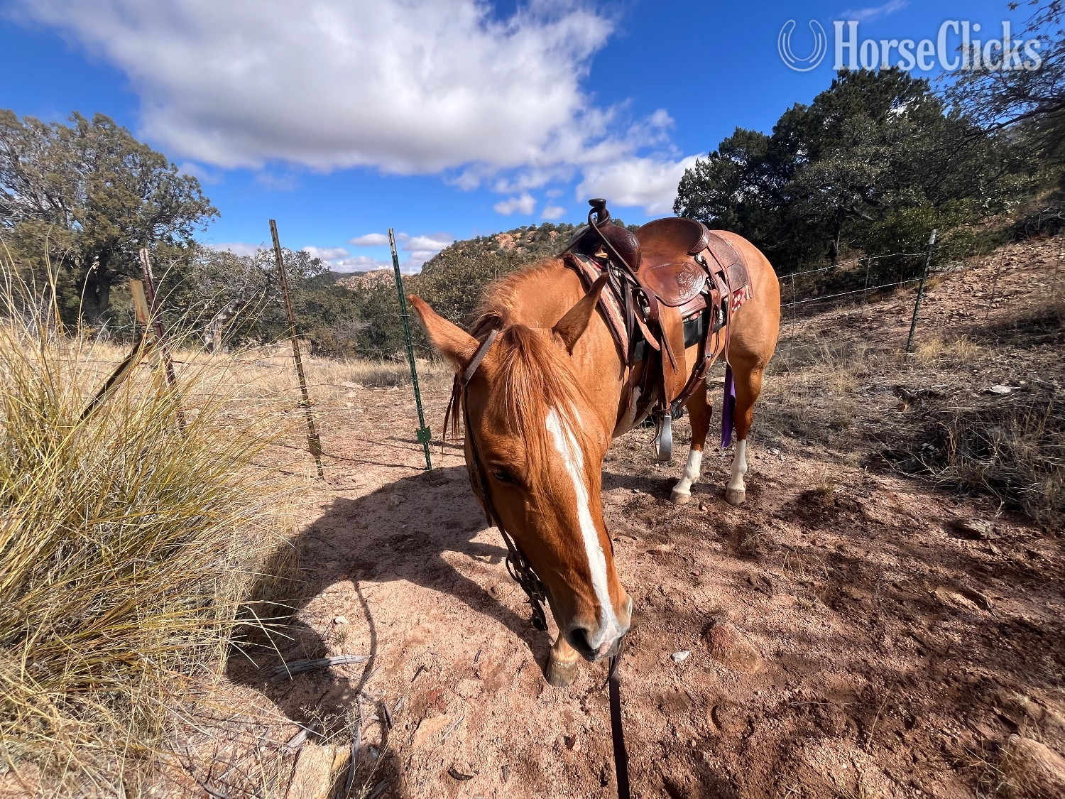 "Fire bar to impress" Dun Mare Quarter Horse Arizona